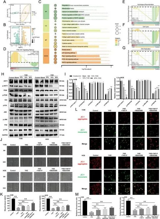 YHD exerts anti-tumor effects on osteosarcoma (OS) cells through the PI3K/AKT and p38 signaling pathways
