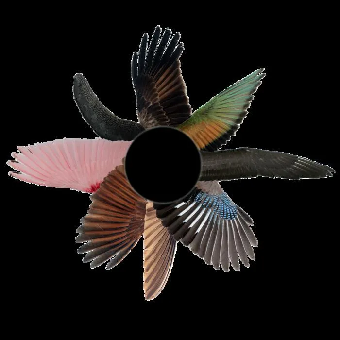 Wing shapes