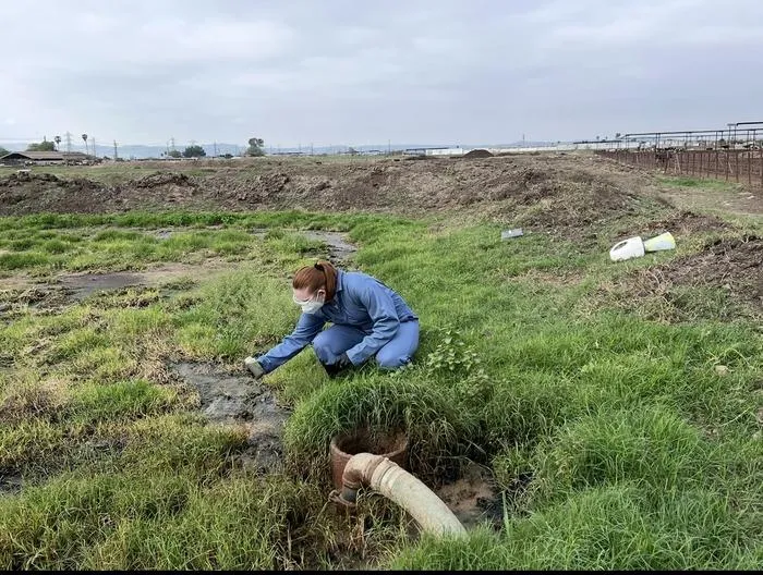 Dairy farms in California may transmit H5N1 virus through multiple sources