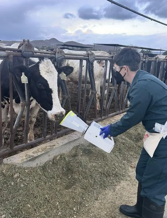 Dairy farms in California may transmit H5N1 virus through multiple sources
