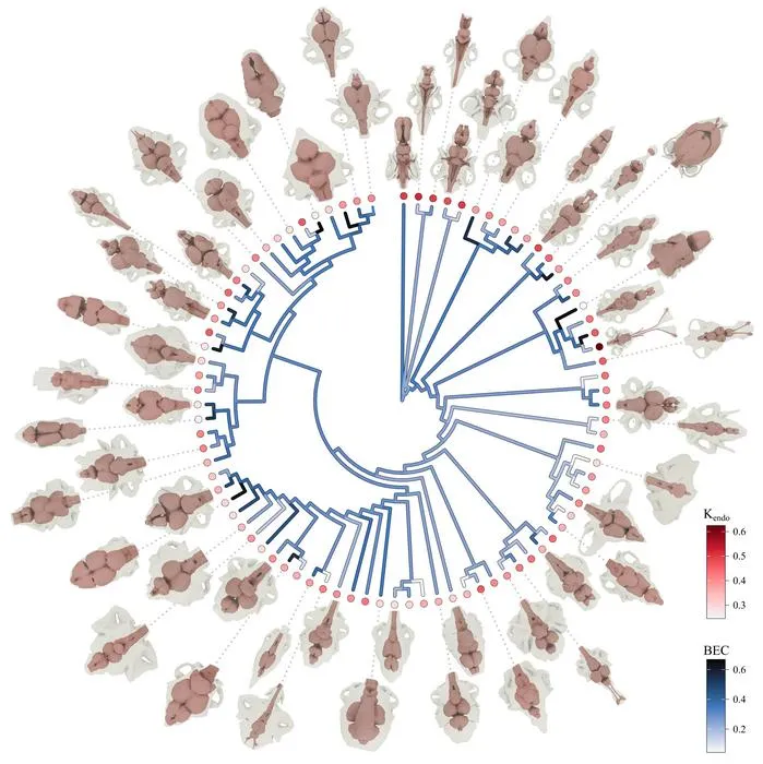 Evolution of fishes brains