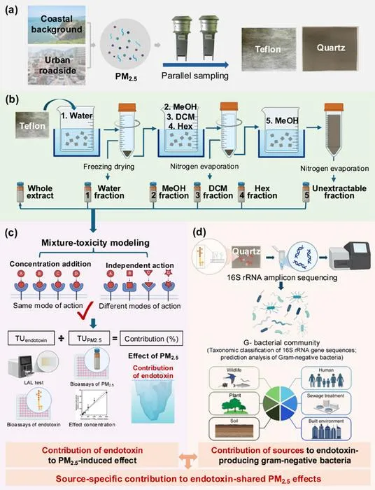 PolyU research reveals hidden health risks from urban airborne microbes: low concentration of bacterial toxins may trigger nearly 20% of inflammatory responses, while drug-resistant fungi may spread with the wind