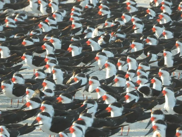A citizen scientist’s survey provides insights into the movements of Atlantic and Gulf states’ populations of Black Skimmers (Rynchops niger)