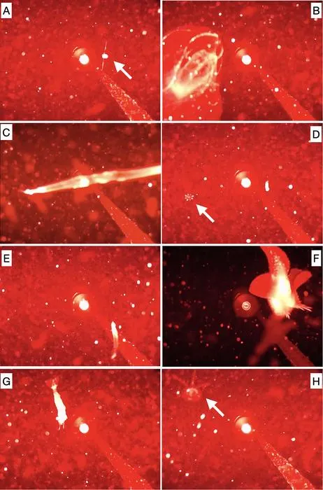 Seafloor video-acoustic monitoring in a Greenlandic glacial fjord records hyperbenthos, backward-swimming fish, and narwhals