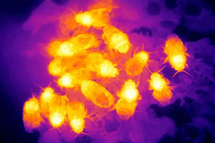Higher Temps Mean Some Bees Can Spend Less Time Incubating Young