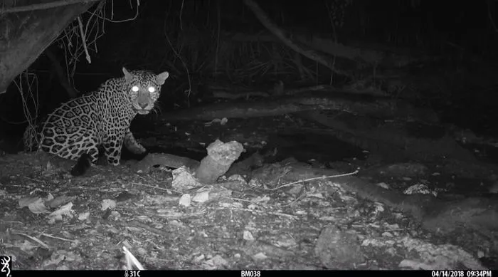 Jaguar
