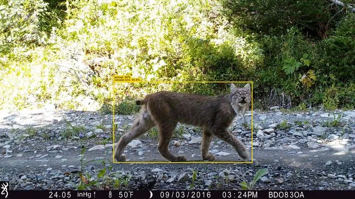 AIwildlifetracking
