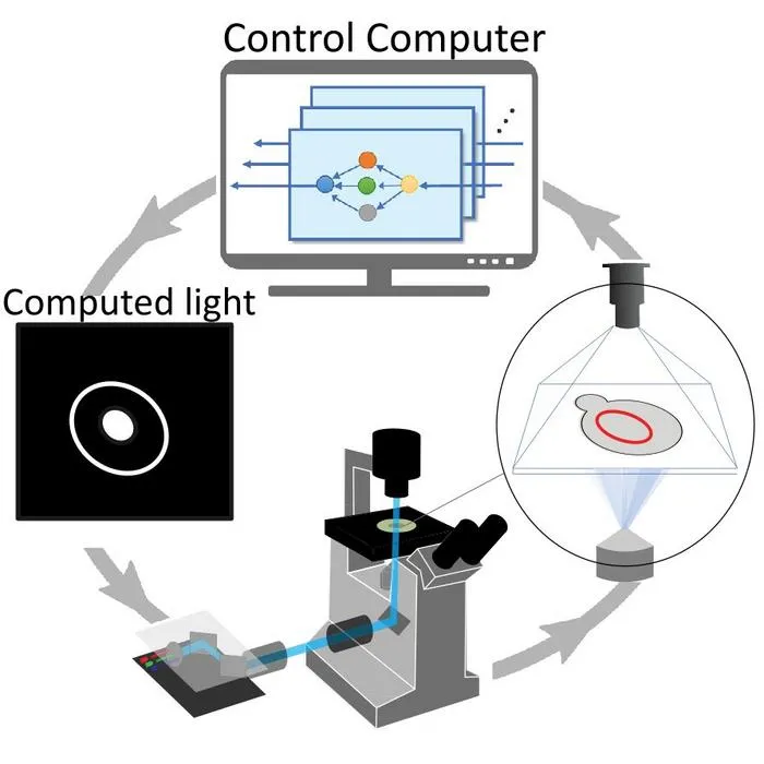 Image showing feedback between changes in the cell and illumination pattern