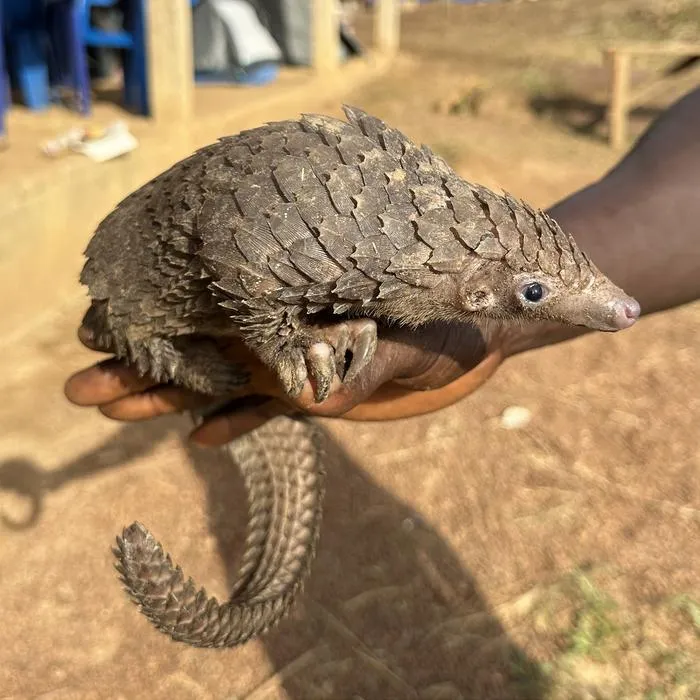 Trafficked pangolin DNA reveals hotspots of illegal wildlife trade