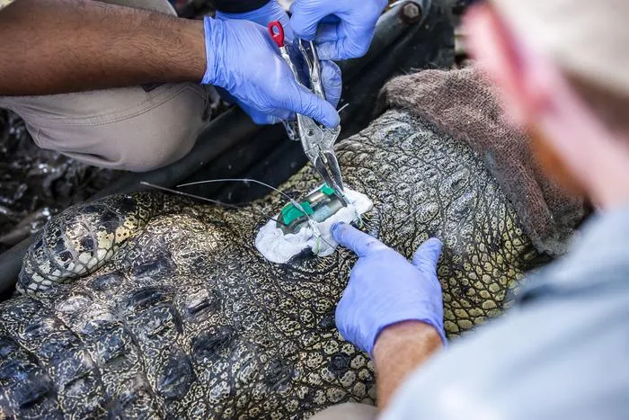 Researchers tagging a crocodile