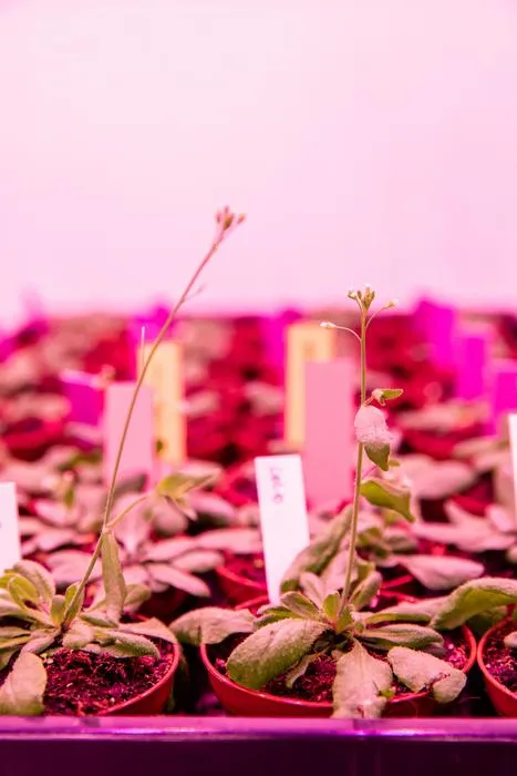 Arabidopsis thaliana (mouse ear cress) plants at ISTA