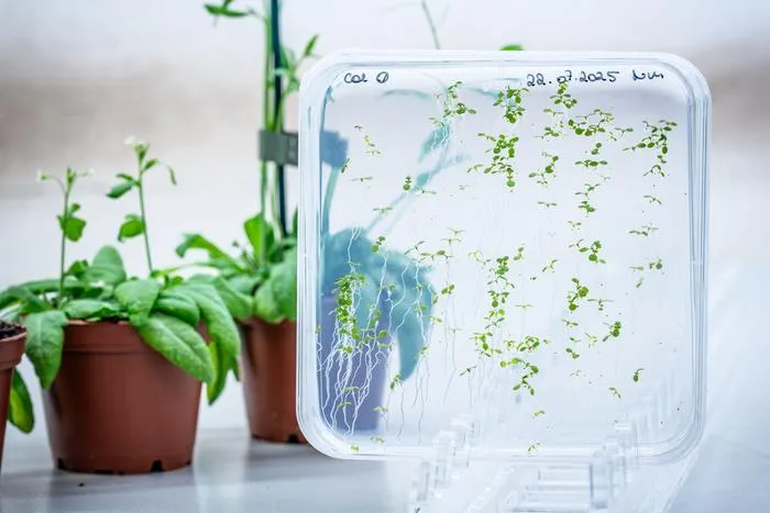 Arabidopsis thaliana (mouse ear cress) plants and seedlings