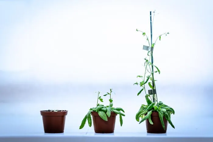 Arabidopsis thaliana (mouse ear cress) plants at different developmental stages