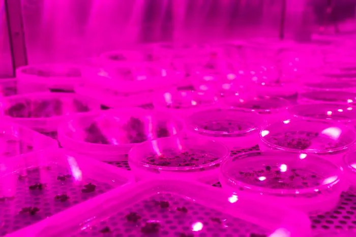 Arabidopsis thaliana plants in pink room
