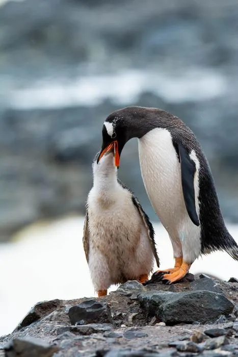 Gentoo penguin with chick