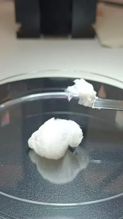 Jellyfish collagen