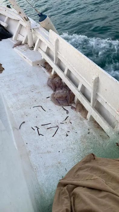 Jellyfish bycatch