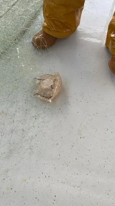 Jellyfish bycatch