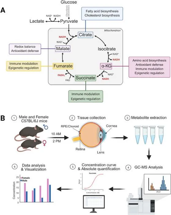 TCA cycle overview and study methodology.