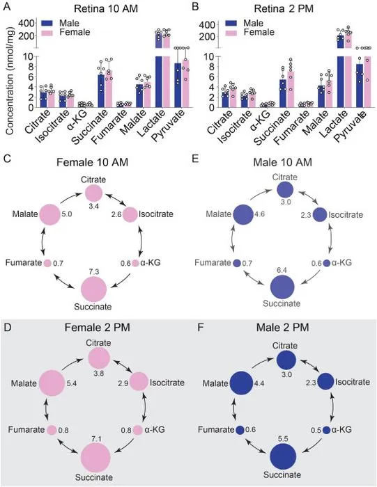 Quantification of retinal TCA cycle metabolites in male and female mice at 10 a.m. and 2 p.m.