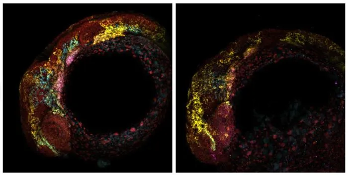 Gene Expression Changes in Zebrafish