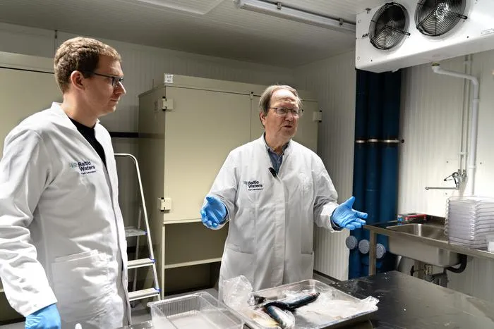 Researchers with Atlantic herrings in the lab