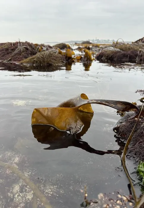 Brown algae