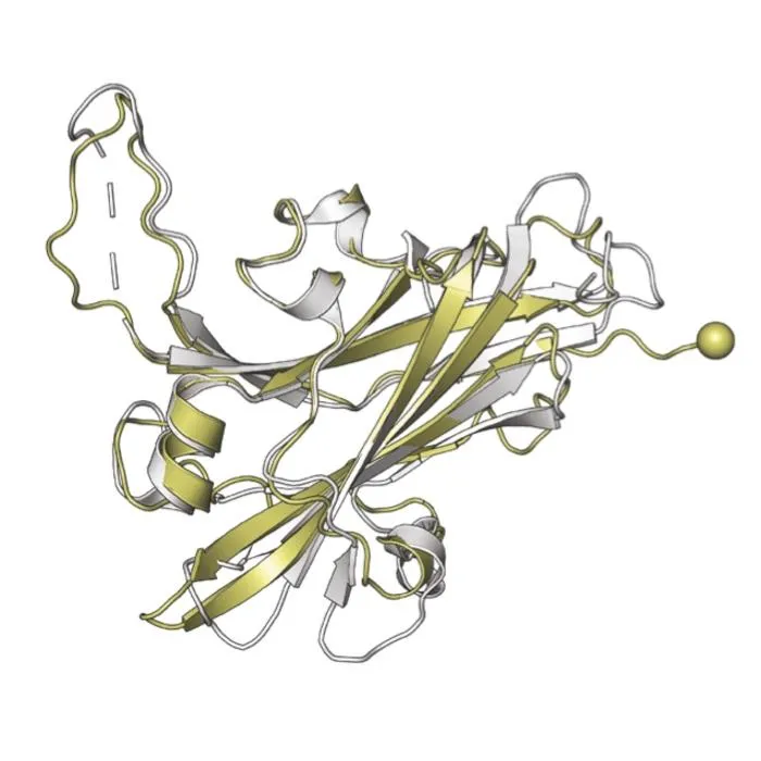 Protein structures