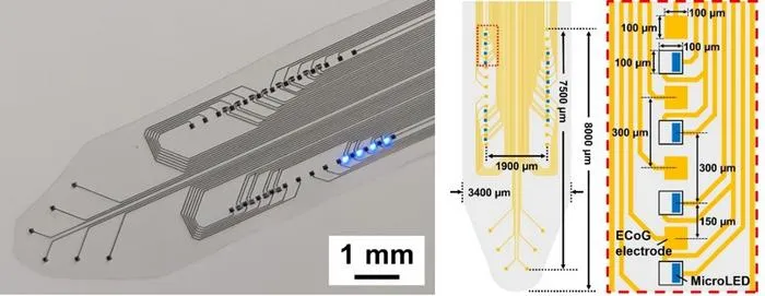 Flexible MicroLED–Electrocorticography Sheet for Wide-Area Bidirectional Neural Interface in Mice
