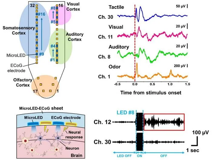 Flexible MicroLED–Electrocorticography Sheet for Wide-Area Bidirectional Neural Interface in Mice