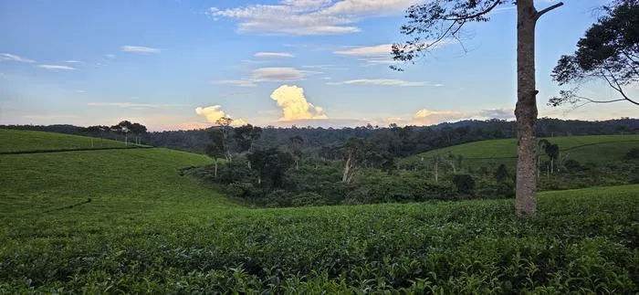 Tea estates, Uganda