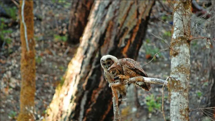Spotted owls