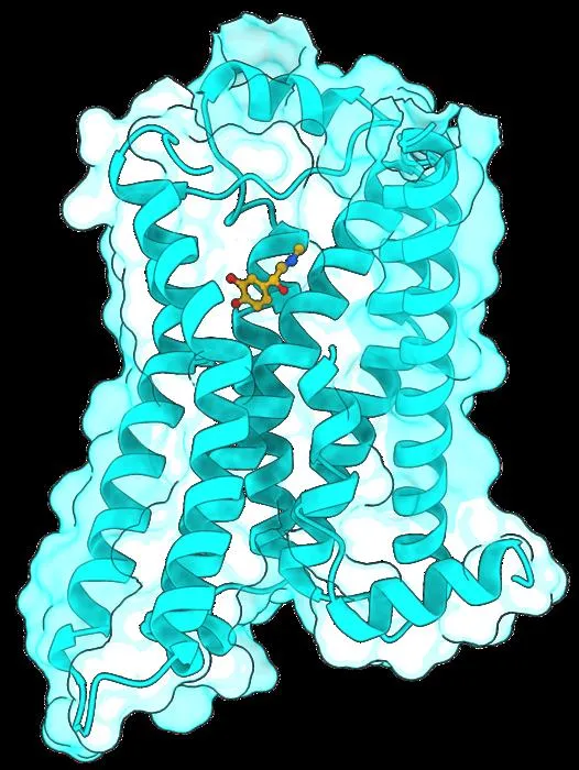 β₂-Adrenergic receptor
