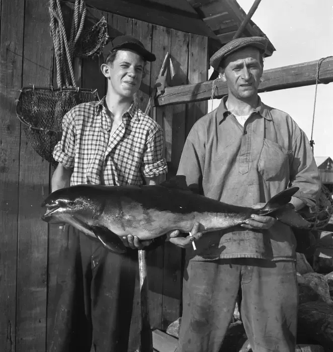 Harbour porpoise captured in Utvalnäs 1953