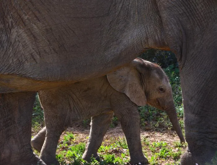 Fig. 2: Birth complications, such as calves getting stuck in the birth canal, also occur in elephants. At 22 months, elephants have the longest pregnancy of any mammal.