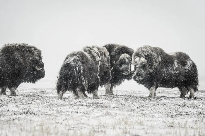 oxen