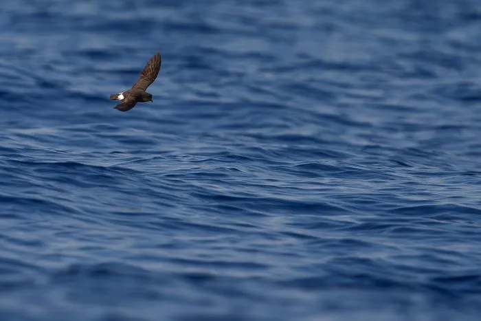 Flying