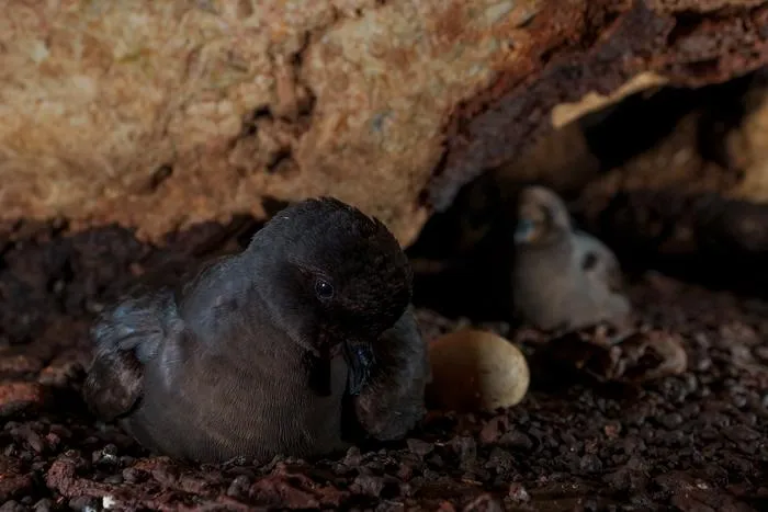 Petrel  2