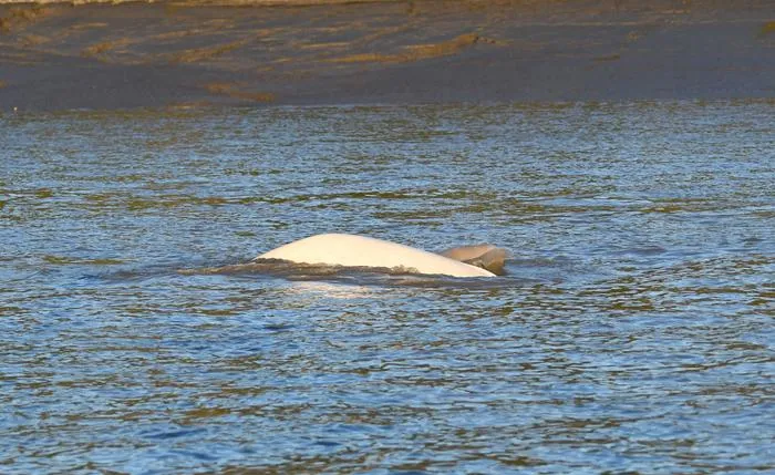 Cook Inlet beluga calf