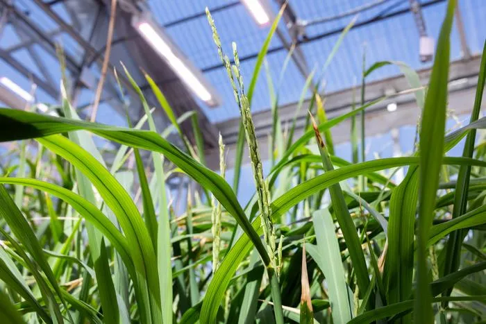 Rice spikelets with florets