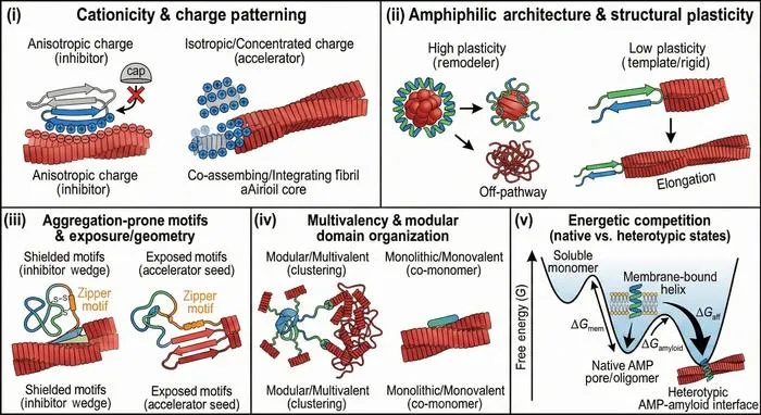 Figure 2.  Antimicrobial peptide-centric design axes governing cross-seeding with amyloids.