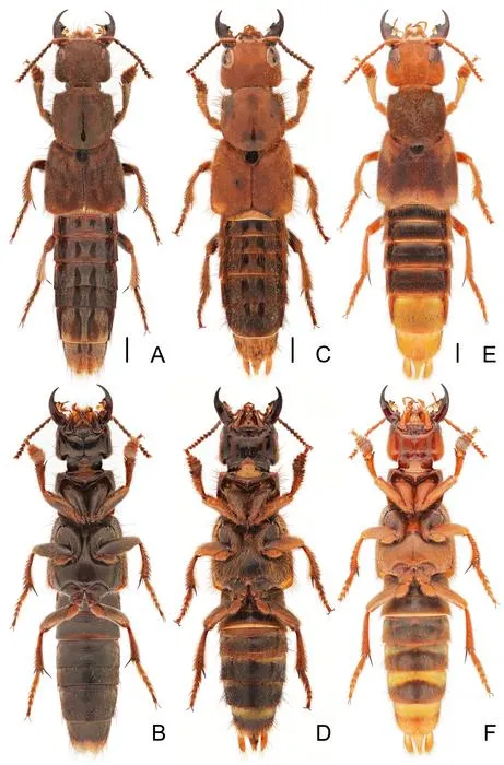 Comparison of Platydracus species