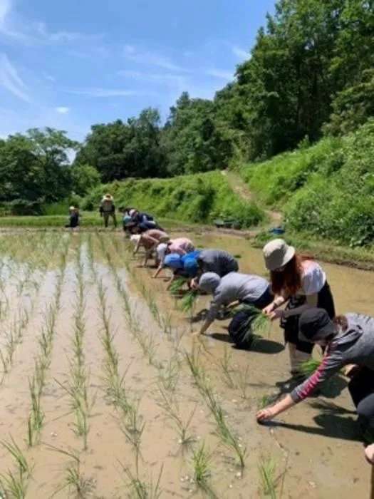 Rice Planting in Satoyama Landscape of Zushi-Onoji, Machida City, Tokyo