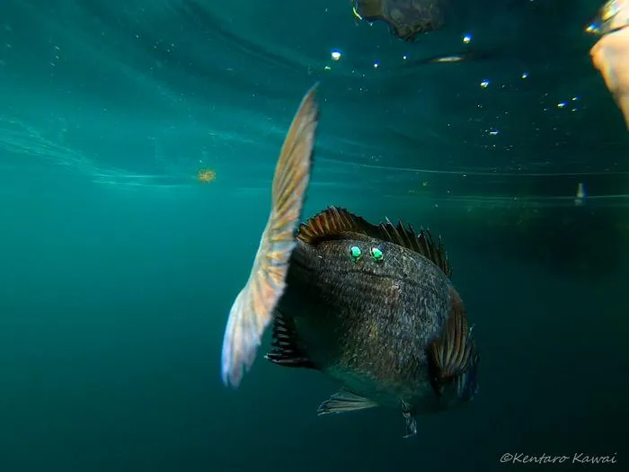 Black sea bream swimming awayafter tagging