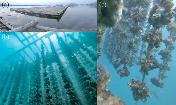 An oyster farming raft in Hiroshima Bay