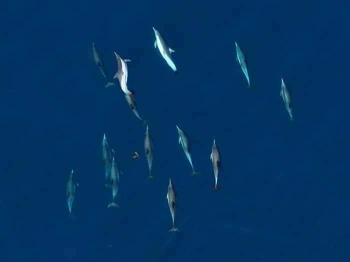 Dolphins school