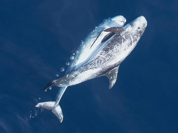 Dolphin school