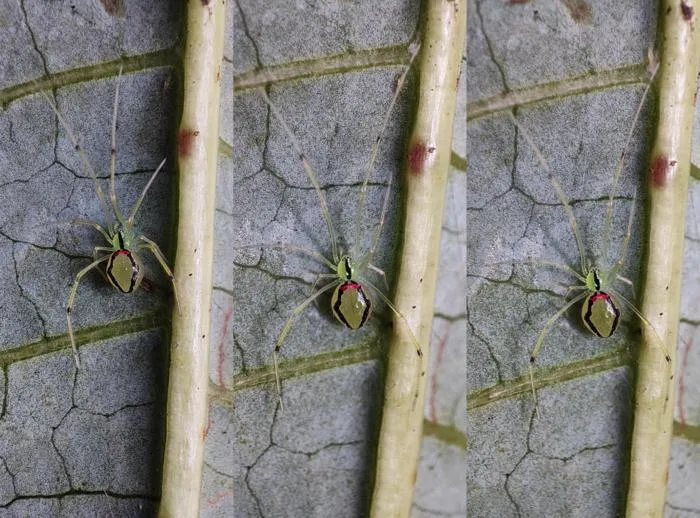 Theridion himalayana sp. nov.
