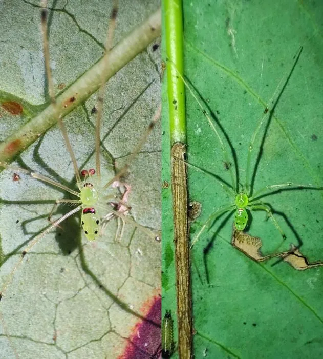 Mature male (left) and female (right) of Theridion himalayana sp. nov.