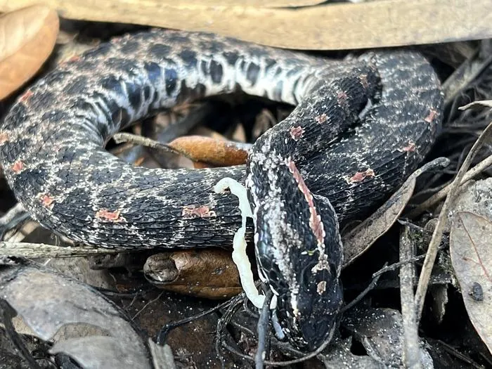 Rattlesnake with parasite